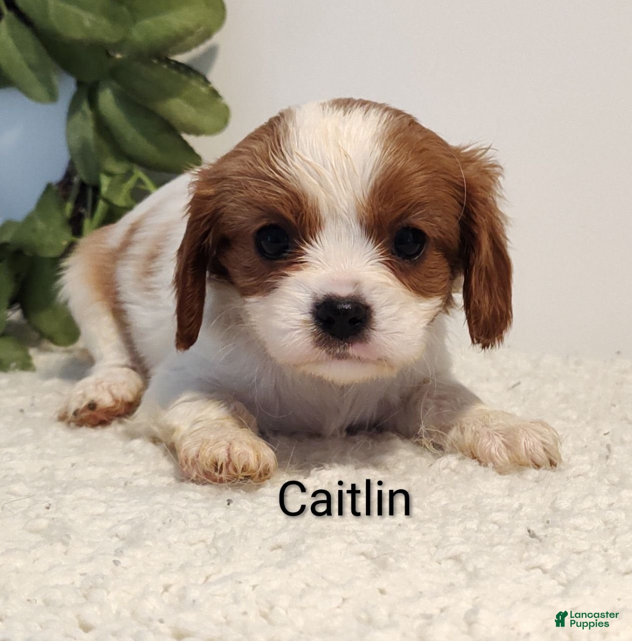 Cavalier King Charles Spaniel dogs Caitlin  - Ad 2