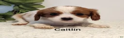 Cavalier King Charles Spaniel dogs for sale: Caitlin  - Ad 2