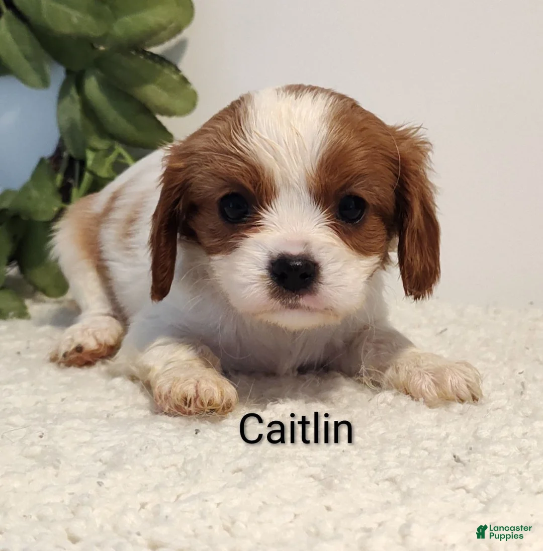 Cavalier King Charles Spaniel dogs for sale: Caitlin  - Ad 2