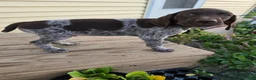 German Shorthaired Pointer dogs for sale: Orion - Ad 1