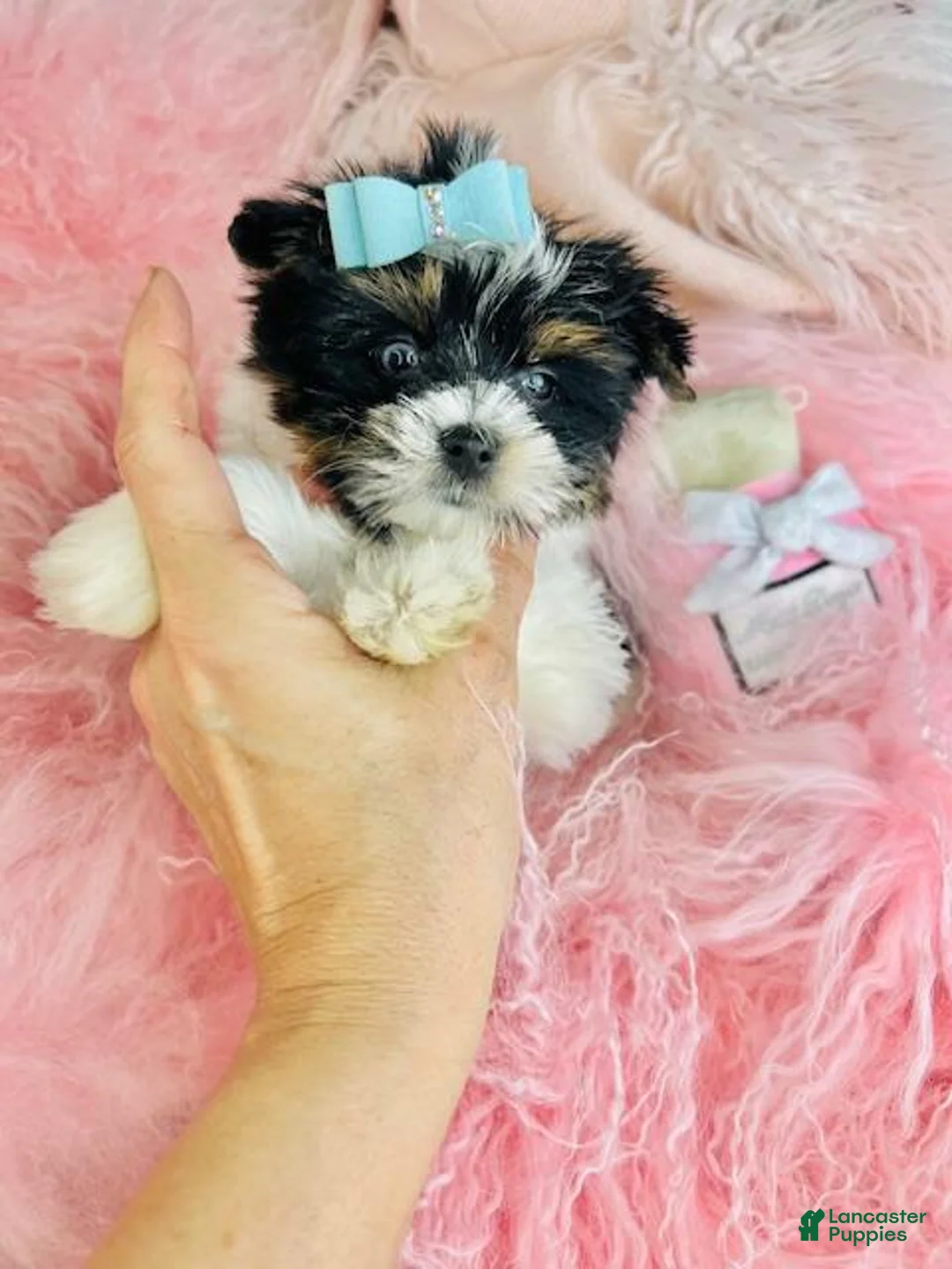 Yorkshire Terrier dogs for sale: Yorkshire Terrier Puppy 1 - Ad 3