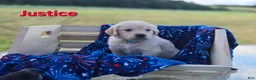 Golden Retriever dogs for sale: Golden Retriever 5 - Ad 2