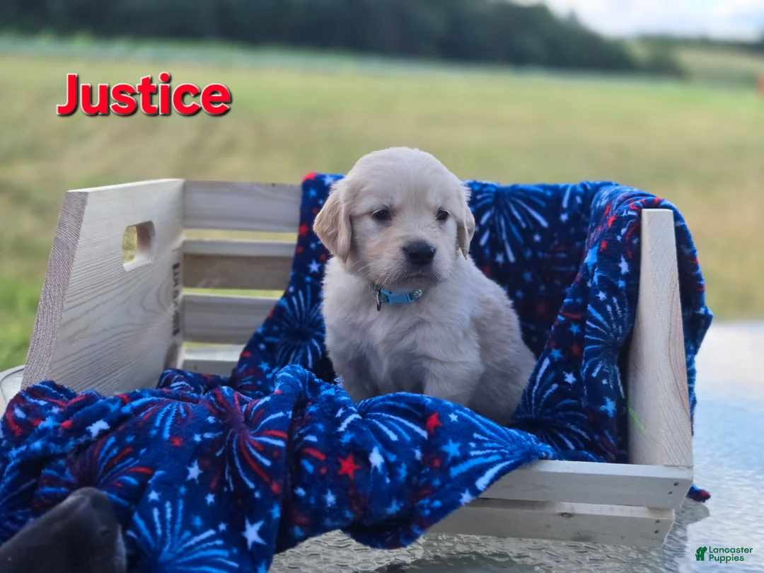 Golden Retriever dogs for sale: Golden Retriever 5 - Ad 2