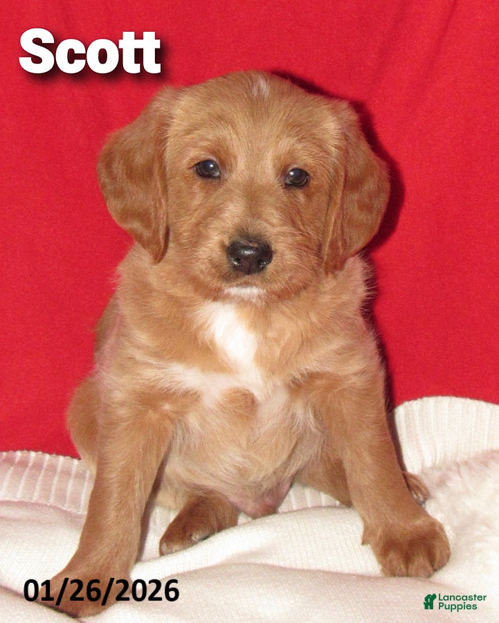 Labradoodle dogs Scott - Ad 4