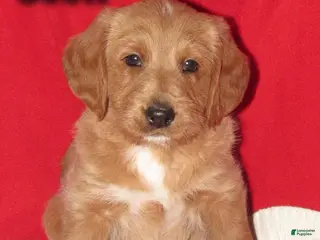 Labradoodle dogs Scott - Ad 4