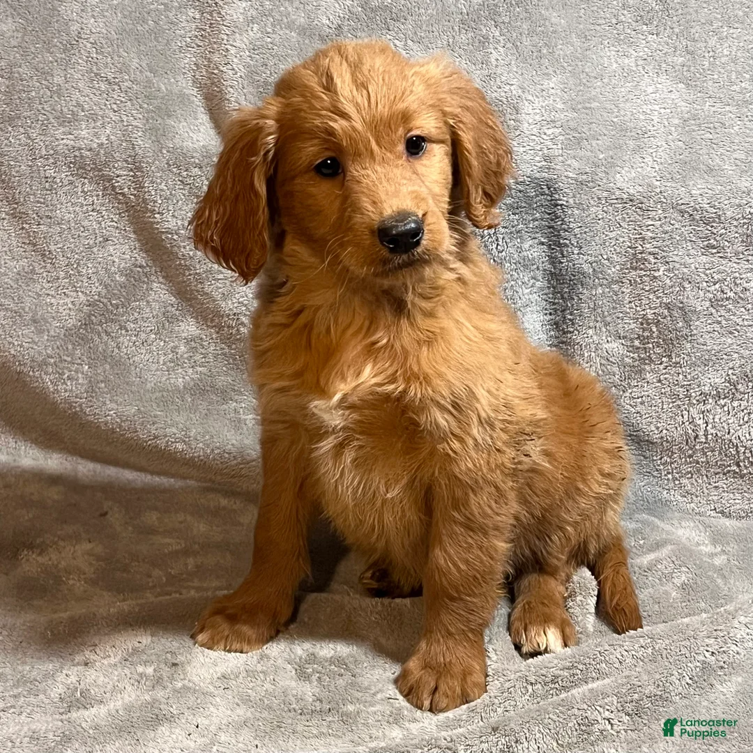 Goldendoodle dogs for sale: Luna - Ad 5