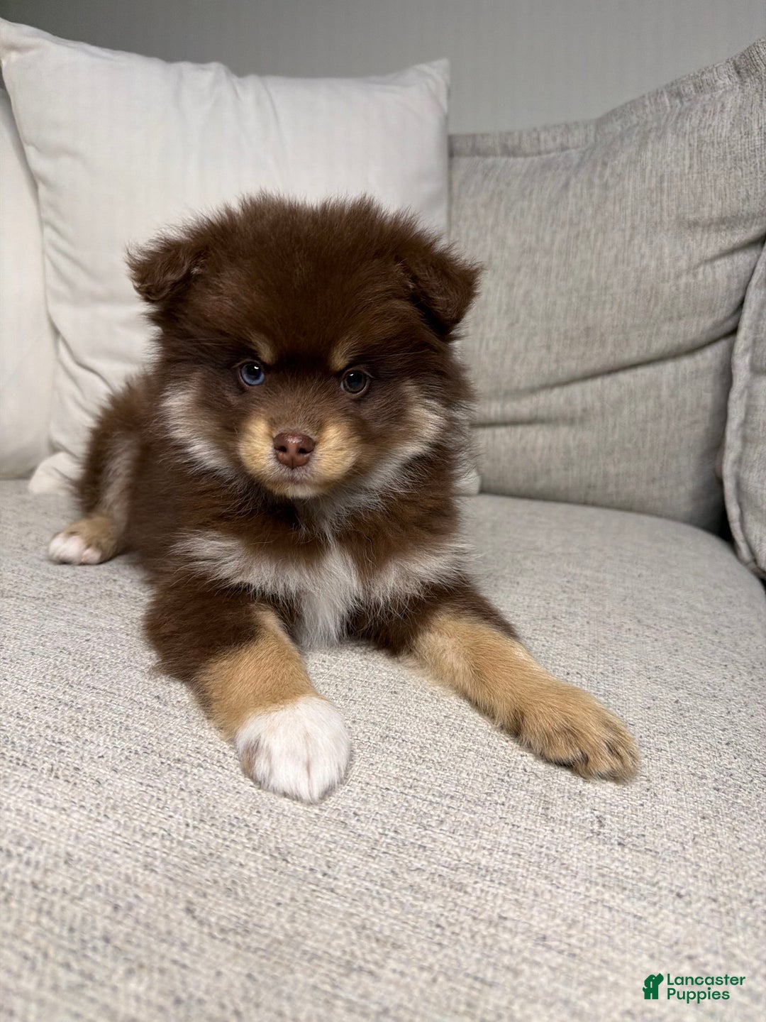 Pomsky dogs for sale: Teddy - Ad 7