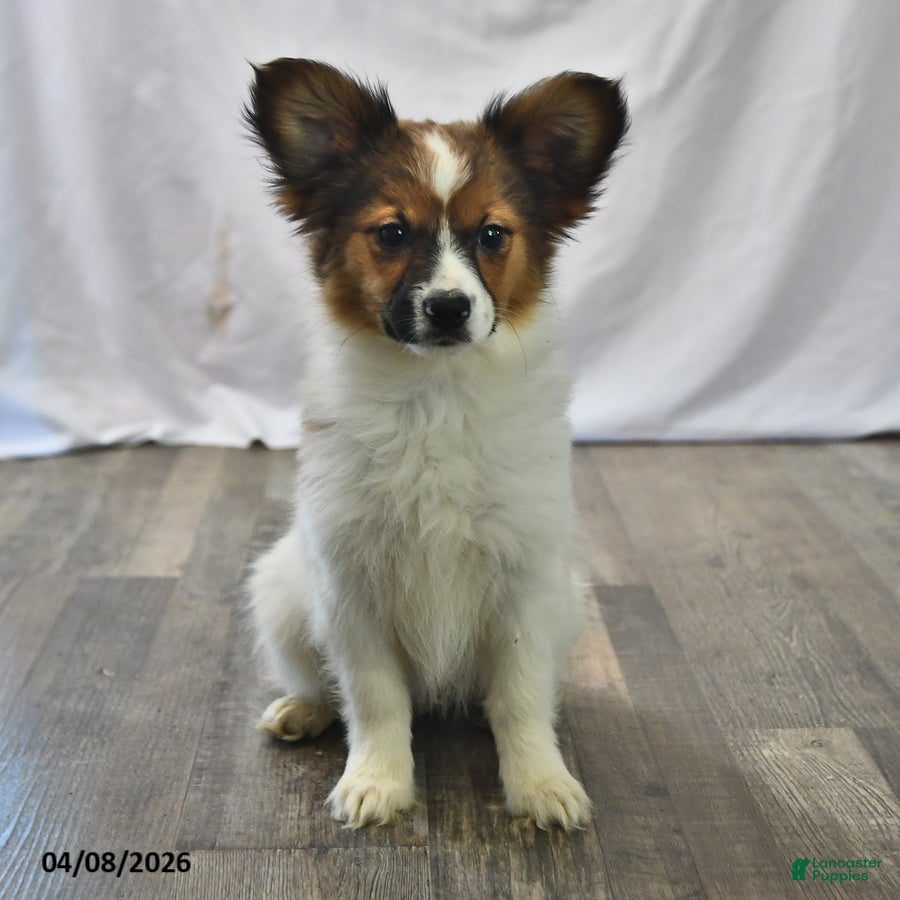 Papillon dogs Swallowtail - Ad 2