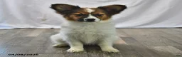 Papillon dogs for sale: Swallowtail - Ad 2