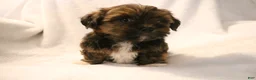 Shorkie dogs for sale: Bear - Ad 13