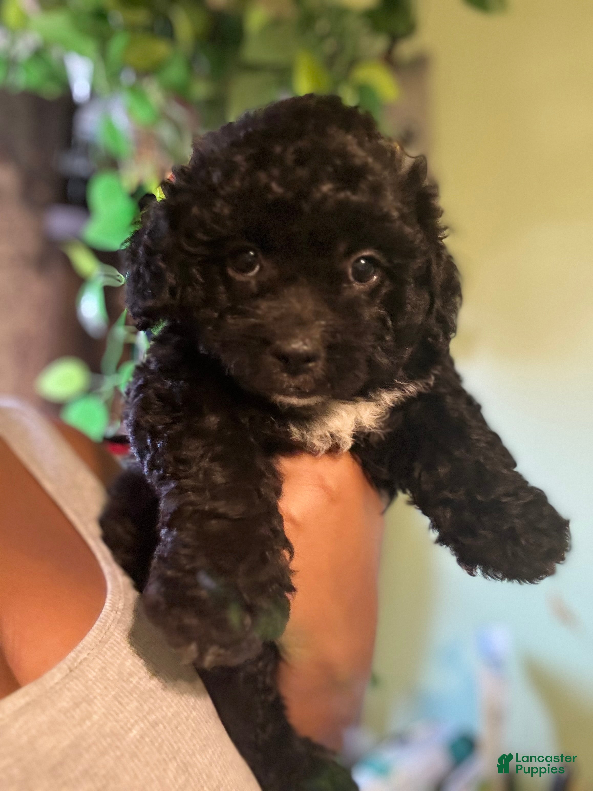 Maltipoo dogs Luther  - Ad 2