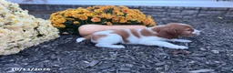 Welsh Springer Spaniel dogs for sale: Lollipop - Ad 15