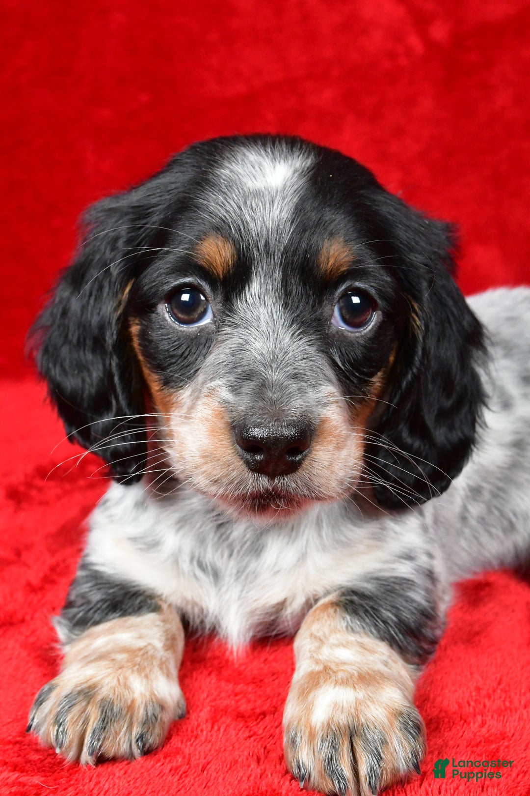 Miniature Dachshund dogs for sale: Daisy - Ad 10