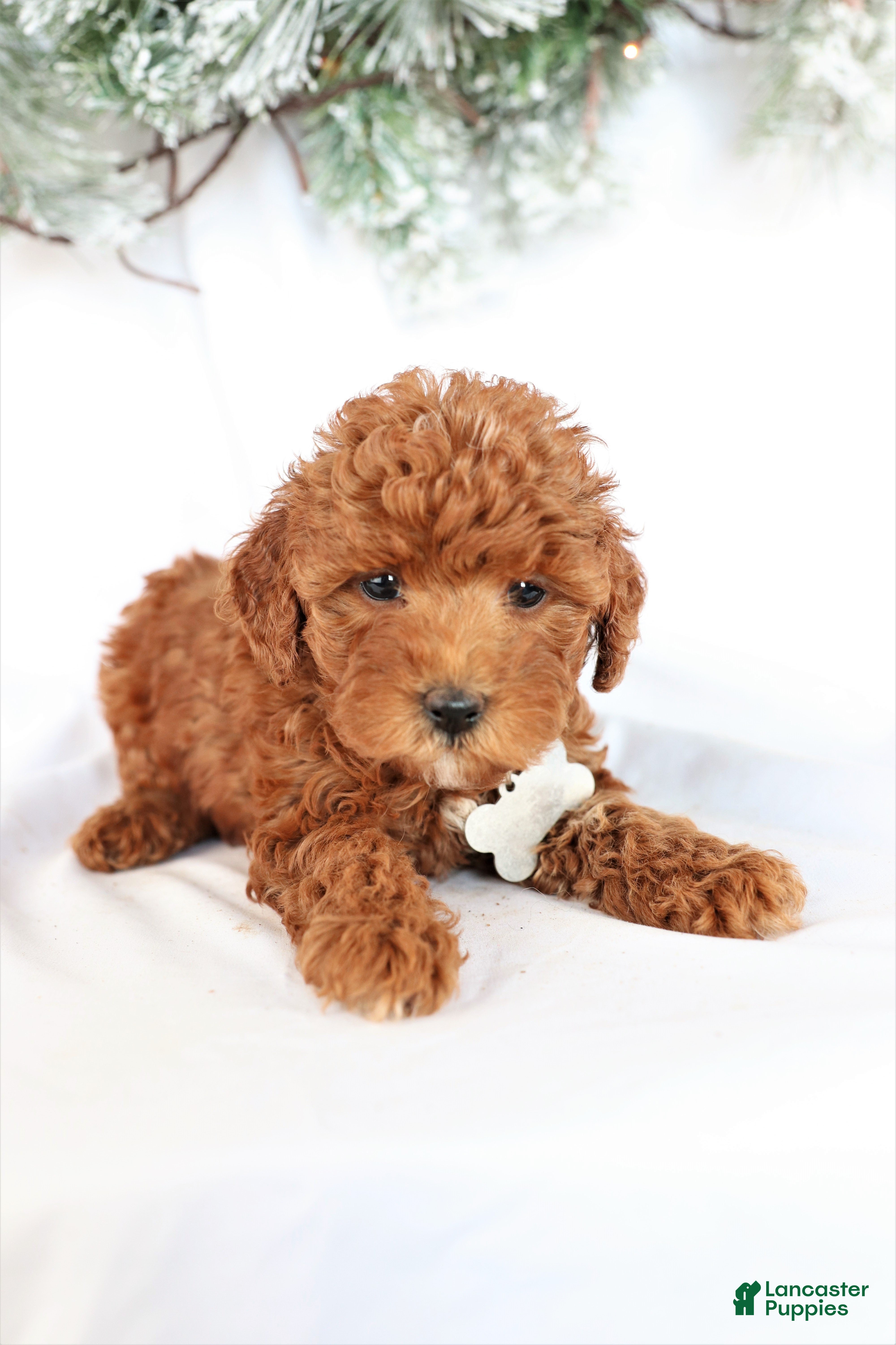 Miniature Poodle dogs for sale: Pearl - Ad 2