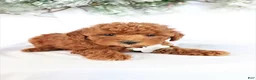 Miniature Poodle dogs for sale: Pearl - Ad 2