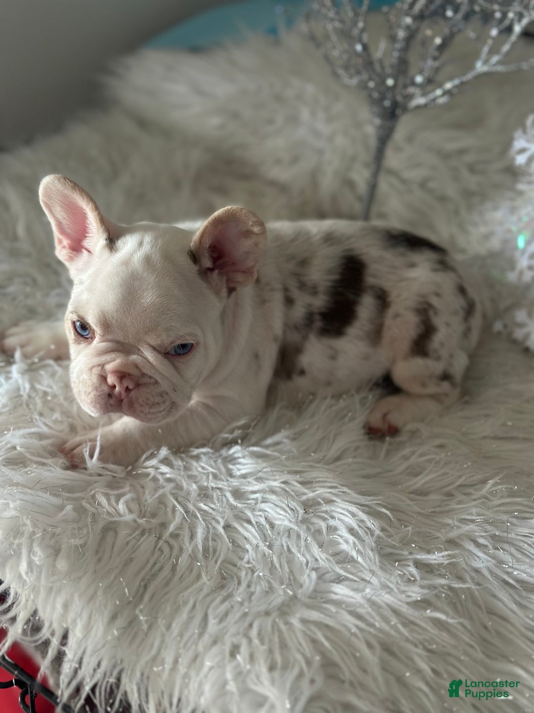 French Bulldog dogs for sale: Rojo and tan koi pink carrier  - Ad 5