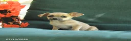 Chihuahua dogs for sale: Paris - Ad 5