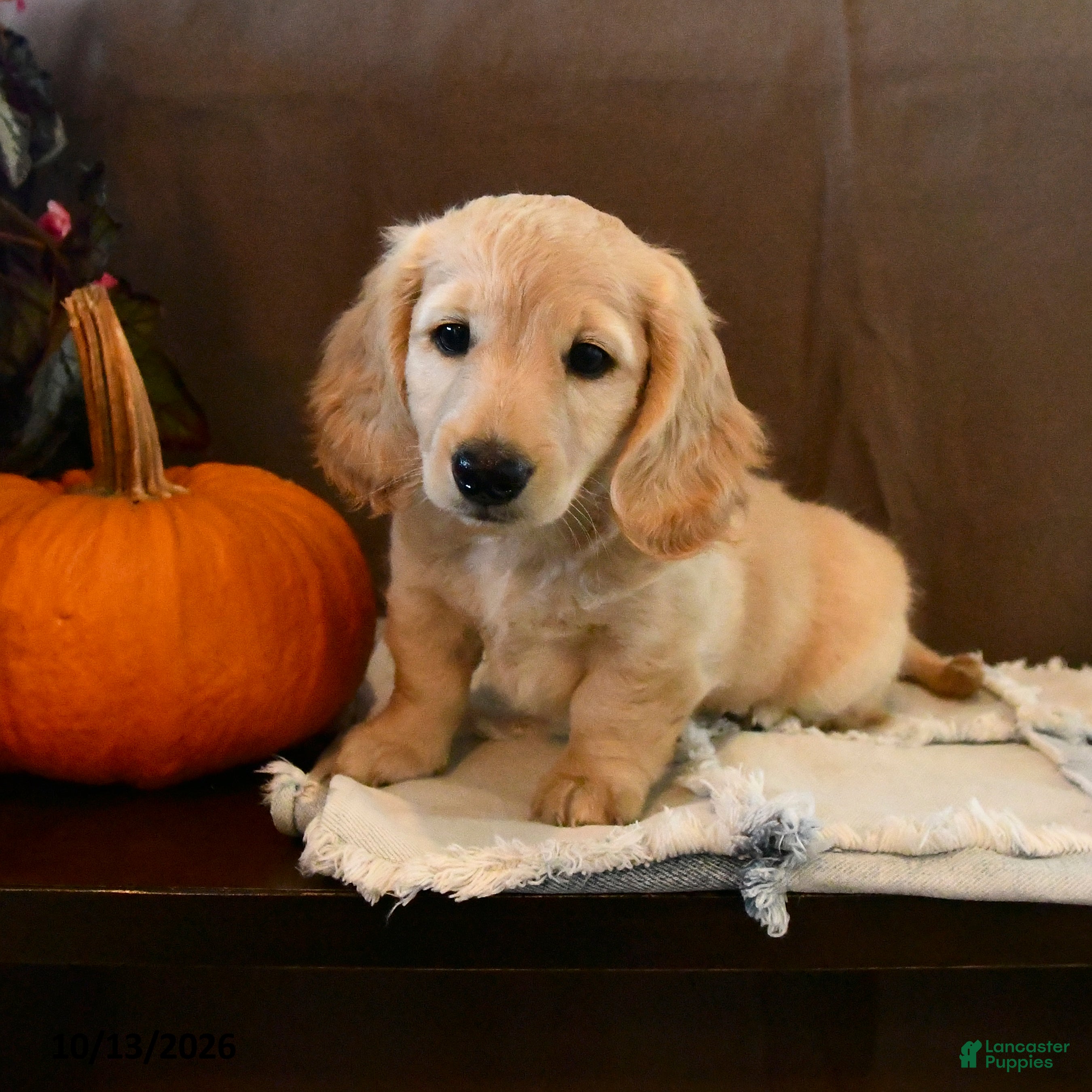 Miniature Dachshund dogs Tazer - Ad 2