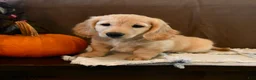 Miniature Dachshund dogs for sale: Tazer - Ad 2
