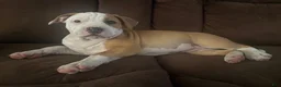 American Bully dogs for sale: Houston - Ad 17