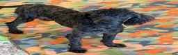 Miniature Poodle dogs for sale: Rascal - Ad 3