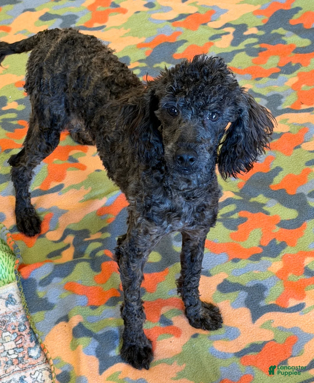 Miniature Poodle dogs for sale: Rascal - Ad 3