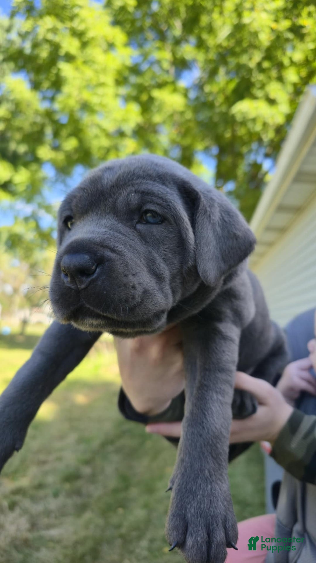 King Corso Dog 12 Week Old Cane Corso Trained Cane Corso Puppies