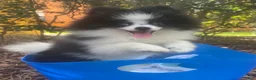 Pomeranian dogs for sale: Pomeranian 1 - Ad 2