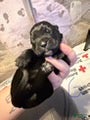 Cane Corso dogs for sale: Girl 6 - Ad 1
