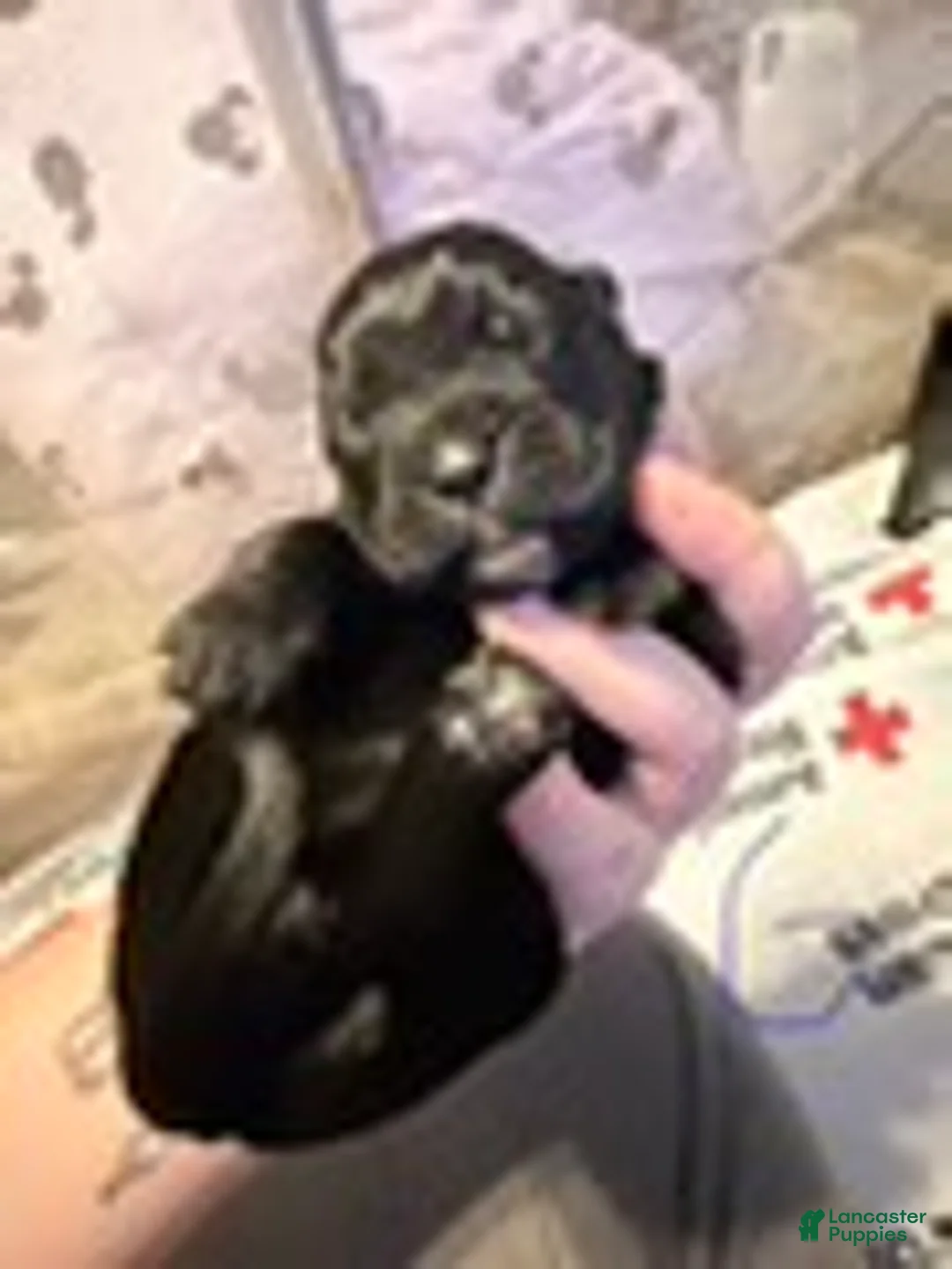 Cane Corso dogs for sale: Girl 6 - Ad 1