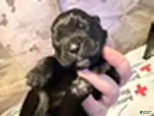 Cane Corso dogs Girl 6 - Ad 5