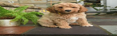 Nilla