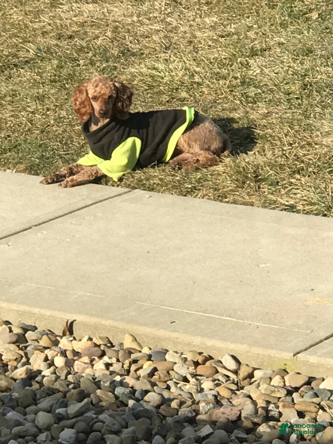 Mixed Breed dogs for sale: Mini Rudy  - Ad 6