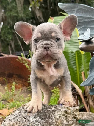 French Bulldog dogs Thor - Ad 1