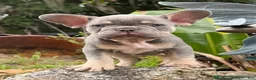 French Bulldog dogs for sale: Thor - Ad 1