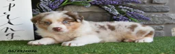Australian Shepherd dogs for sale: Lilly Rose - Ad 4