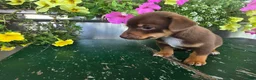 Chihuahua dogs for sale: Tyler - Ad 8