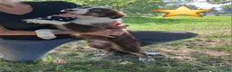 Australian Shepherd dogs for sale: Sky - Ad 5