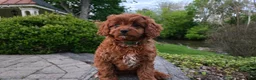 Cavapoo dogs for sale: Hudson - Ad 7