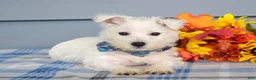 West Highland Terrier dogs for sale: Maverick - Ad 4