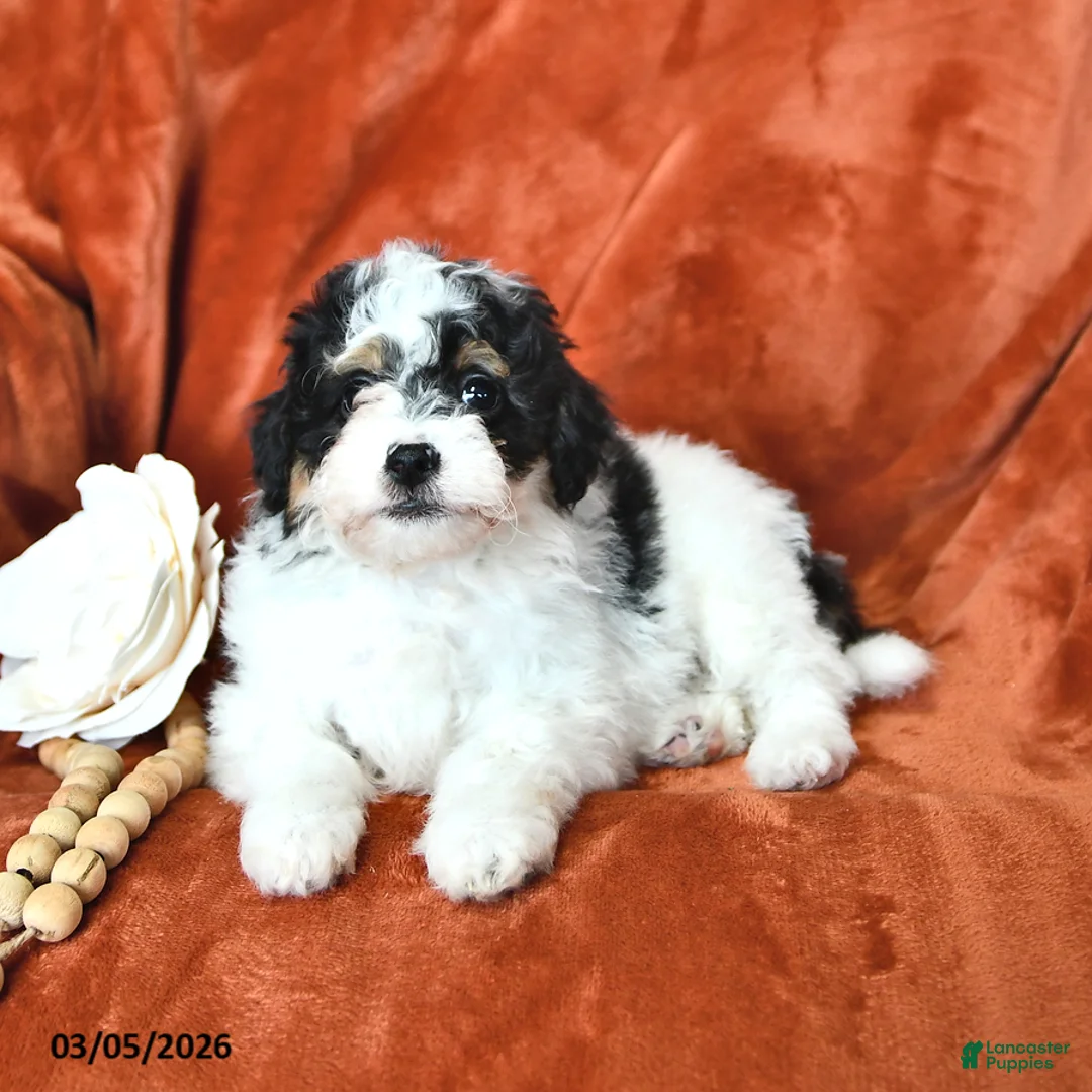 Mini Aussiedoodle dogs for sale: Savannah - Ad 1