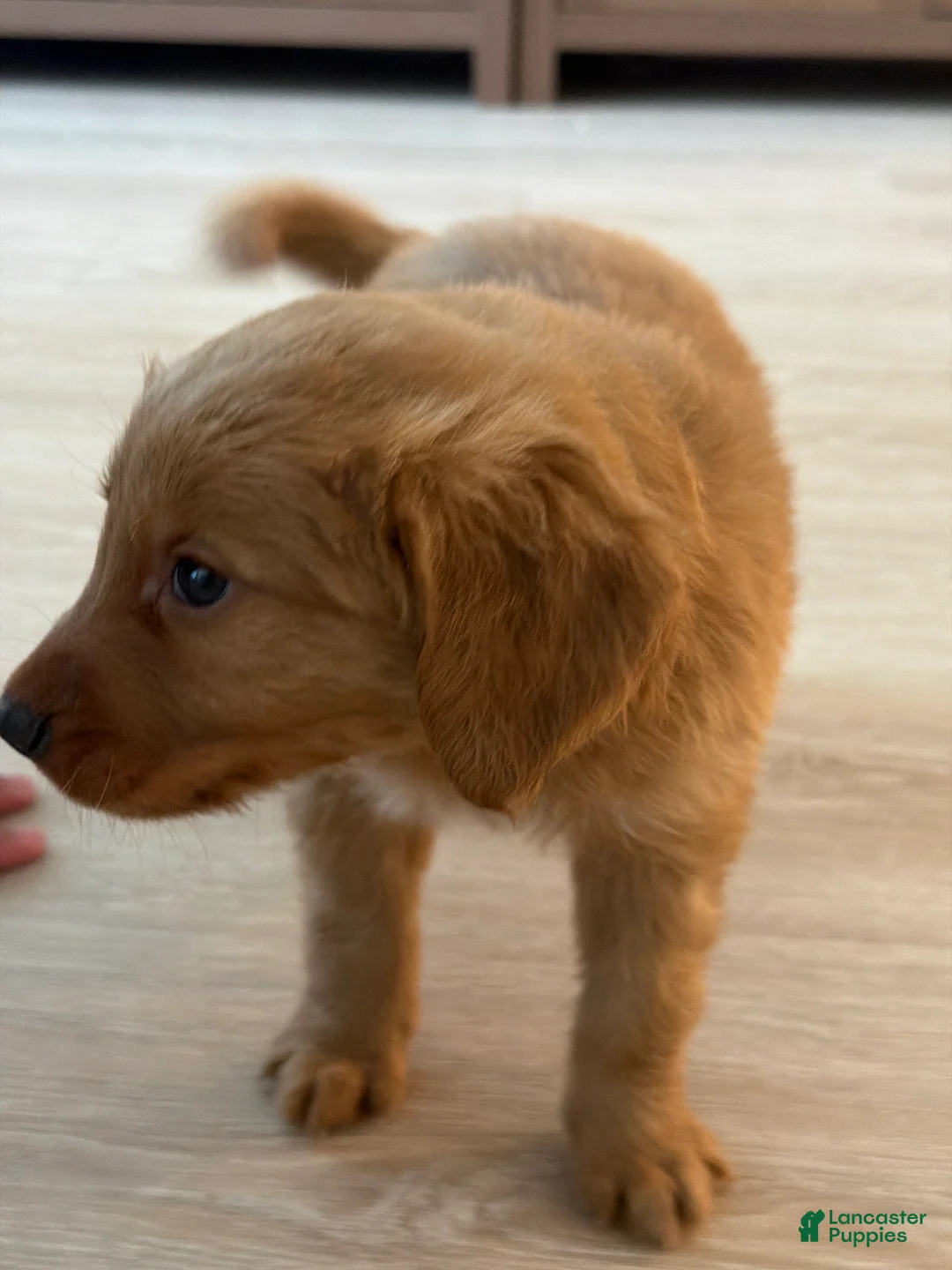 Golden Retriever dogs for sale: Golden Retriever Puppy 2 - Ad 1