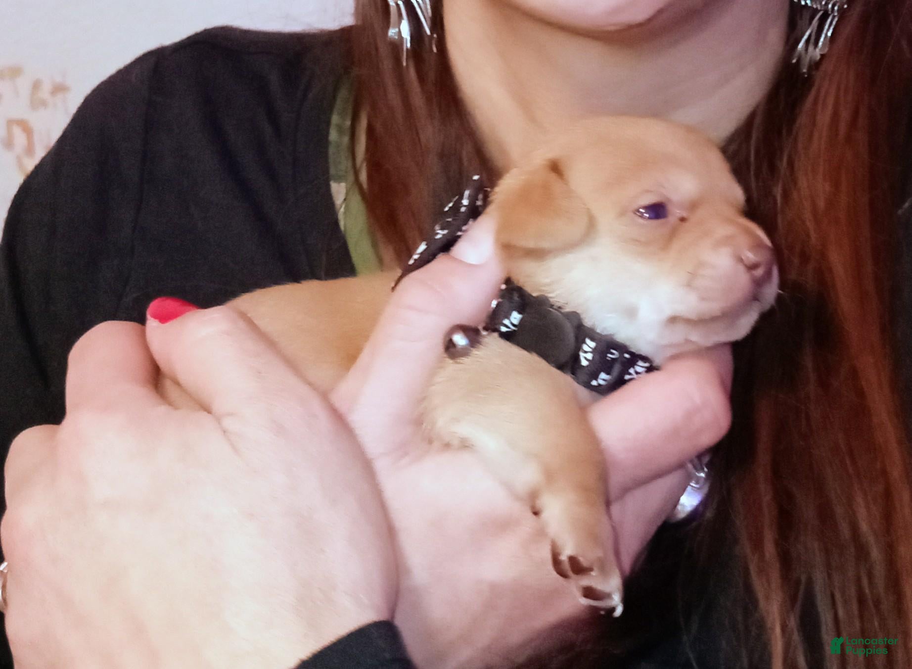 Chiweenie dogs for sale: Chiweenie 1 - Ad 3