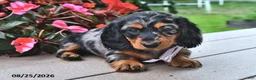 Miniature Dachshund dogs for sale: Venus - Ad 4