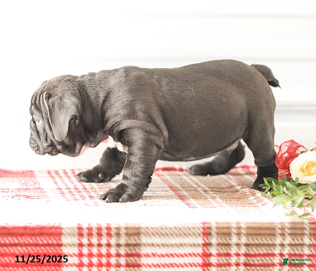 English Bulldog dogs for sale: Randy - Ad 10
