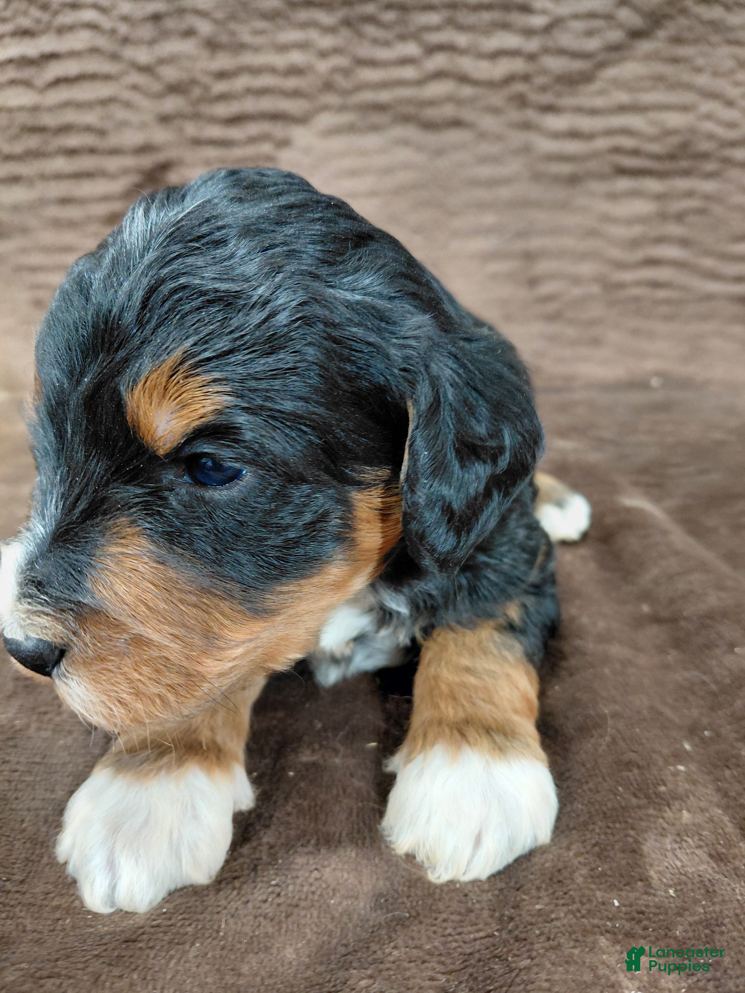 Bernedoodle dogs Bandit - Ad 20