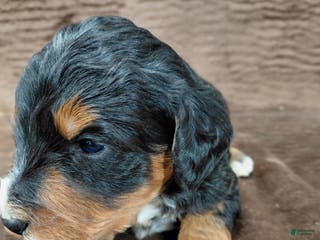 Bernedoodle dogs Bandit - Ad 20