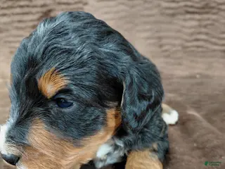 Bernedoodle dogs Bandit - Ad 20