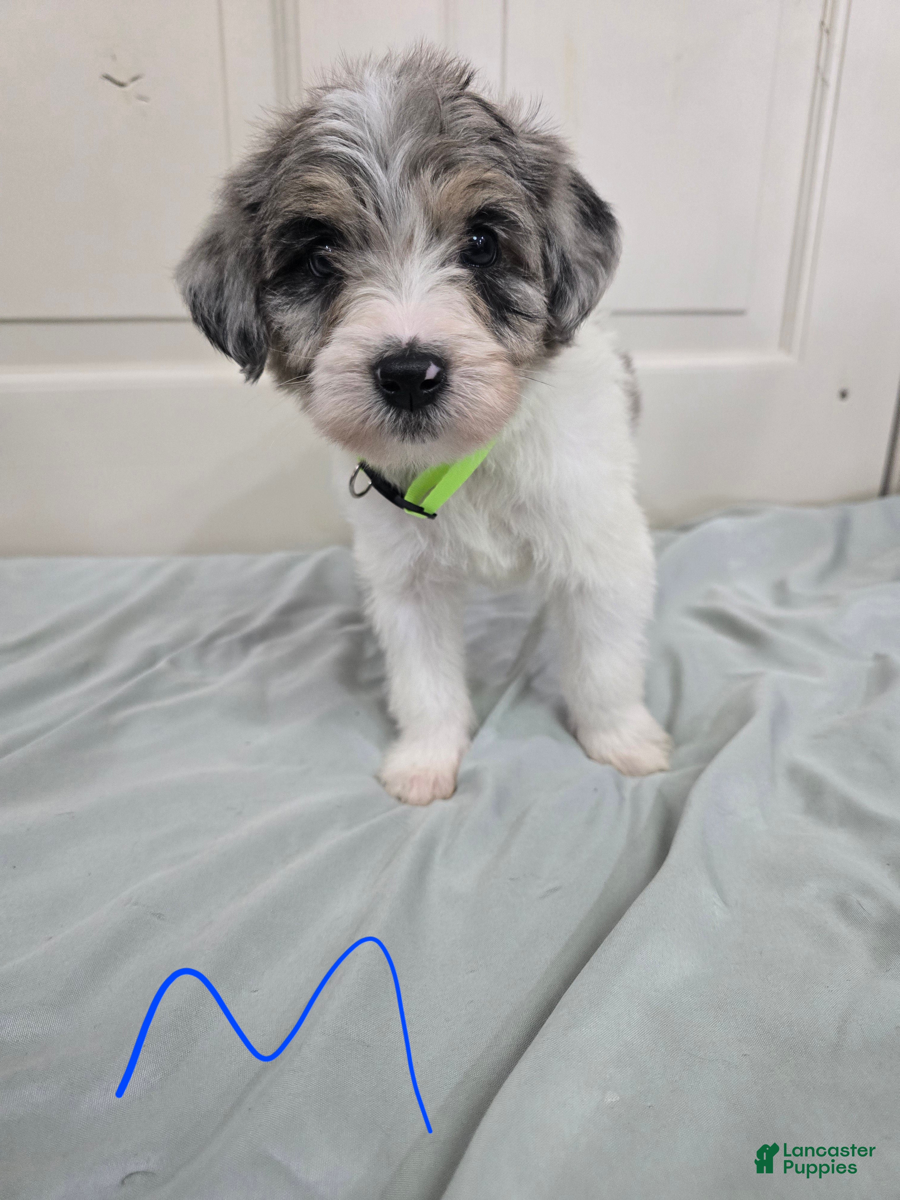 Mixed Breed dogs for sale: Green Collar - Ad 3