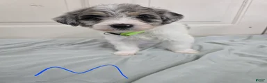 Green Collar